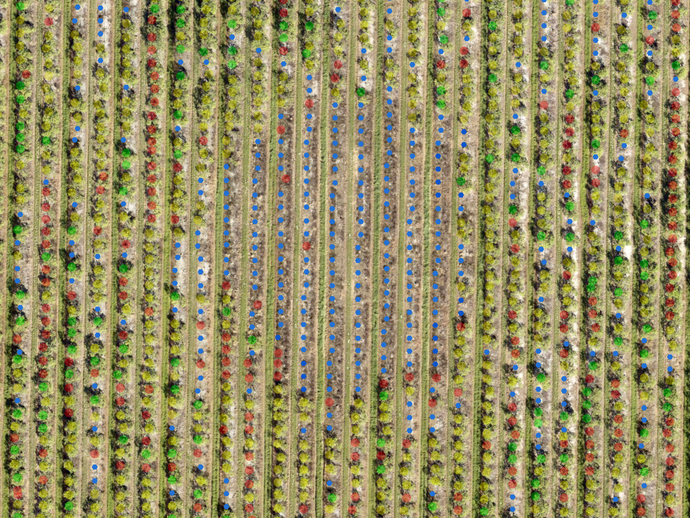Florida citrus block with Agroview gap detections highlighted