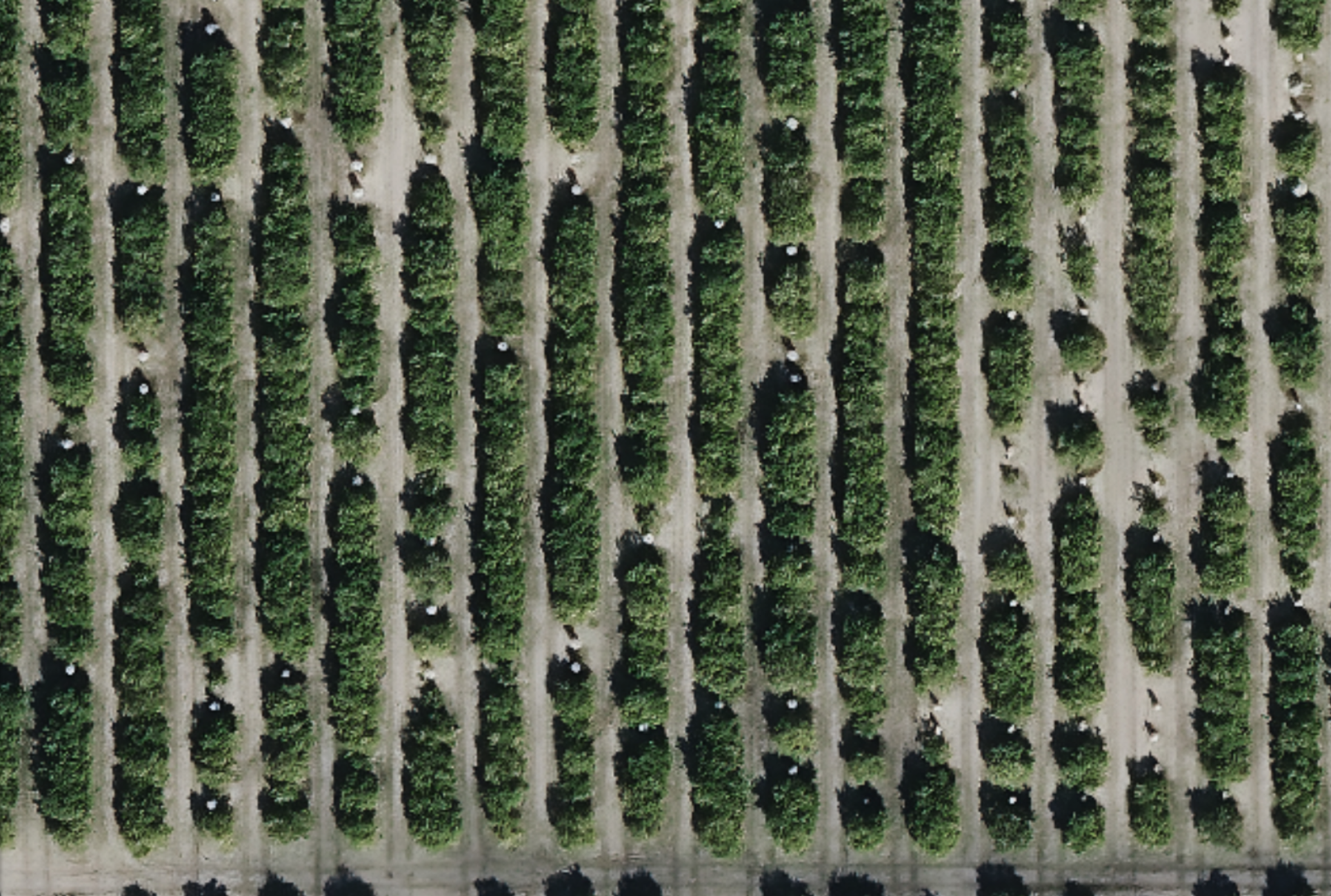 Same frame after Agrozoom enhancement