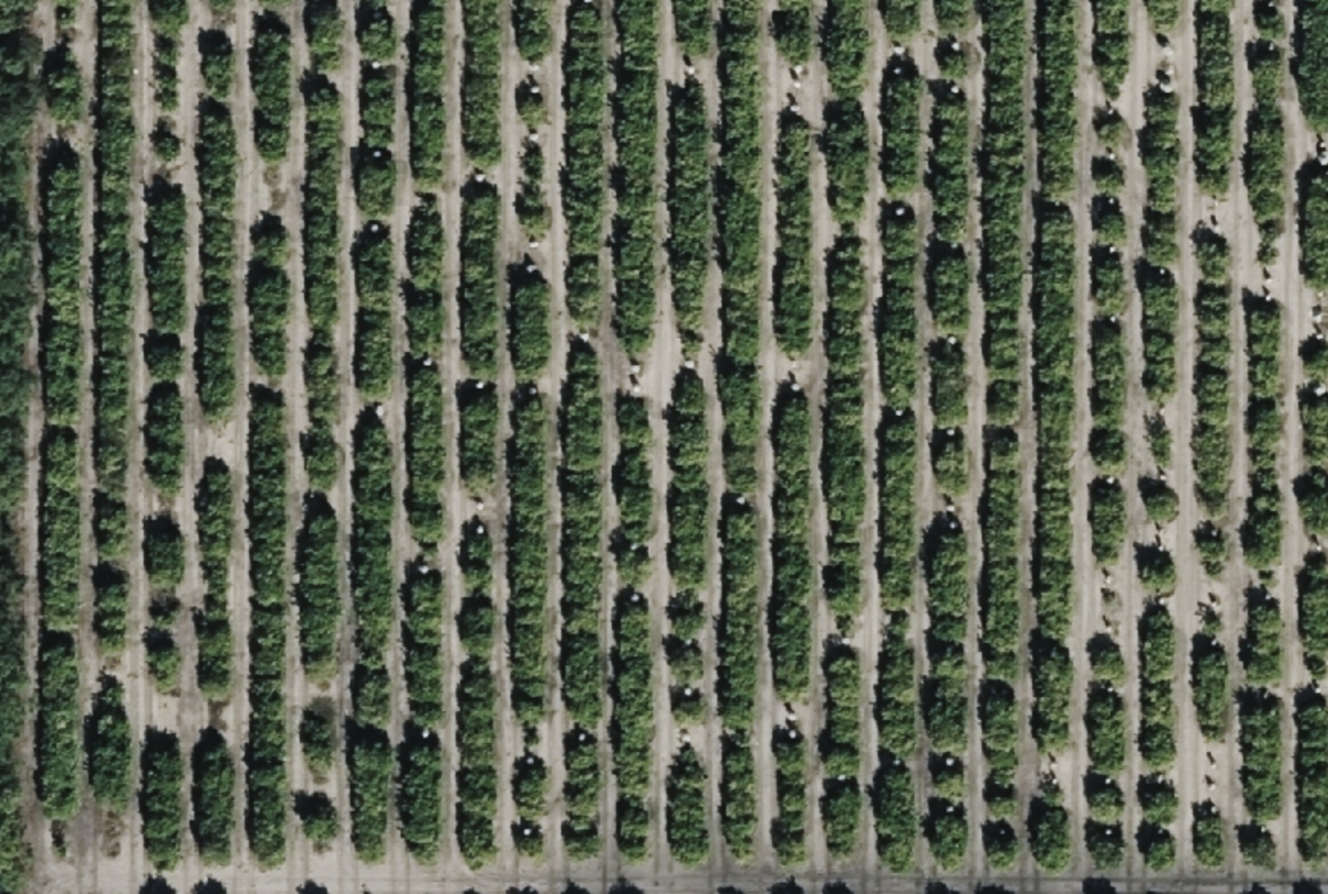 Aircraft imagery before Agrozoom